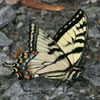 Canadian Tiger Swallowtail