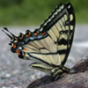 Canadian Tiger Swallowtail