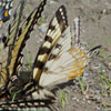 Canadian Tiger Swallowtail