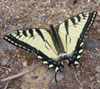 Canadian Tiger Swallowtail