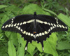 Giant Swallowtail