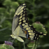 Giant Swallowtail