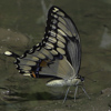Giant Swallowtail