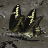 Giant Swallowtail