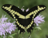 Giant Swallowtail
