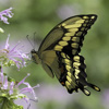 Giant Swallowtail