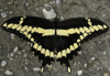 Giant Swallowtail