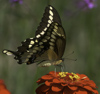 Giant Swallowtail