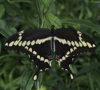 Giant Swallowtail
