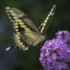 Giant Swallowtail