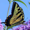 Eastern Tiger Swallowtail