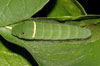 Eastern Tiger Swallowtail