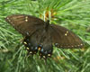 Eastern Tiger Swallowtail