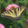Eastern Tiger Swallowtail