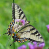Eastern Tiger Swallowtail
