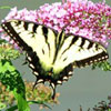 Eastern Tiger Swallowtail
