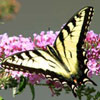 Eastern Tiger Swallowtail