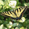 Eastern Tiger Swallowtail