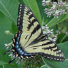 Eastern Tiger Swallowtail