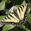 Eastern Tiger Swallowtail