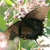 Eastern Tiger Swallowtail