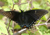 Eastern Tiger Swallowtail