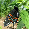 Black Swallowtail