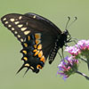 Black Swallowtail