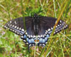 Black Swallowtail