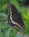 Black Swallowtail