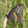 Black Swallowtail