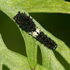 Black Swallowtail