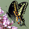 Black Swallowtail