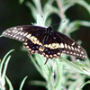 Black Swallowtail