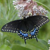 Black Swallowtail