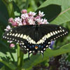 Black Swallowtail