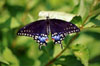 Black Swallowtail
