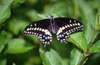 Black Swallowtail