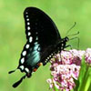 Spicebush Swallowtail