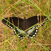 Spicebush Swallowtail