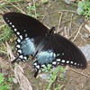 Spicebush Swallowtail