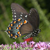 Spicebush Swallowtail