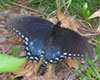Spicebush Swallowtail