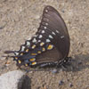 Spicebush Swallowtail