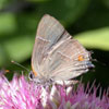 White M Hairstreak