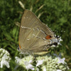 White M Hairstreak