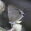 White M Hairstreak
