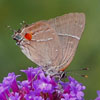 White M Hairstreak