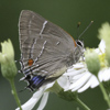 White M Hairstreak