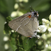 White M Hairstreak